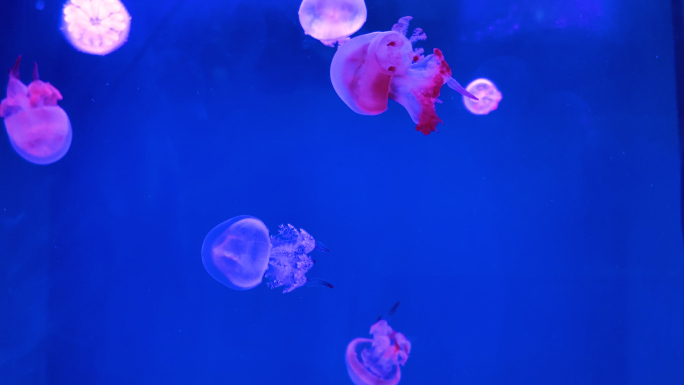 【4K】实拍各种颜色可爱水母海鱼海底