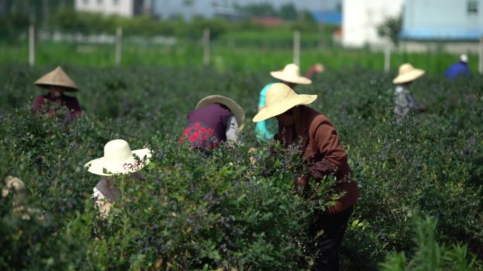 蓝莓特写蓝莓采摘农民采摘蓝莓掉落蓝莓树蓝