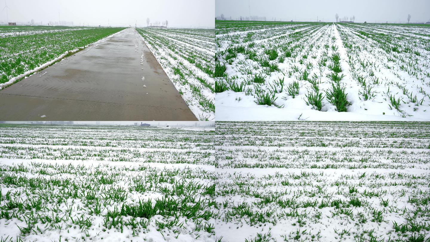 小麦地大雪覆盖丨4K丨原创实拍