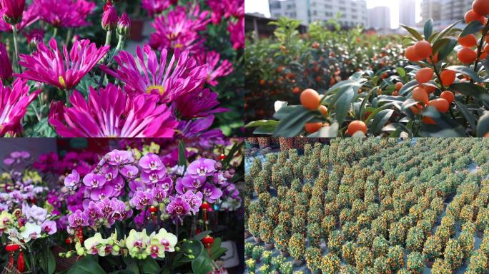 鲜花农业春节绿化年花年桔花市