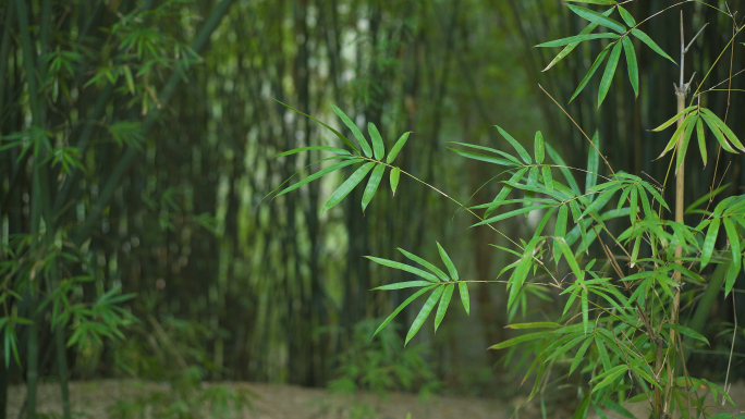 4K唯美竹林空镜