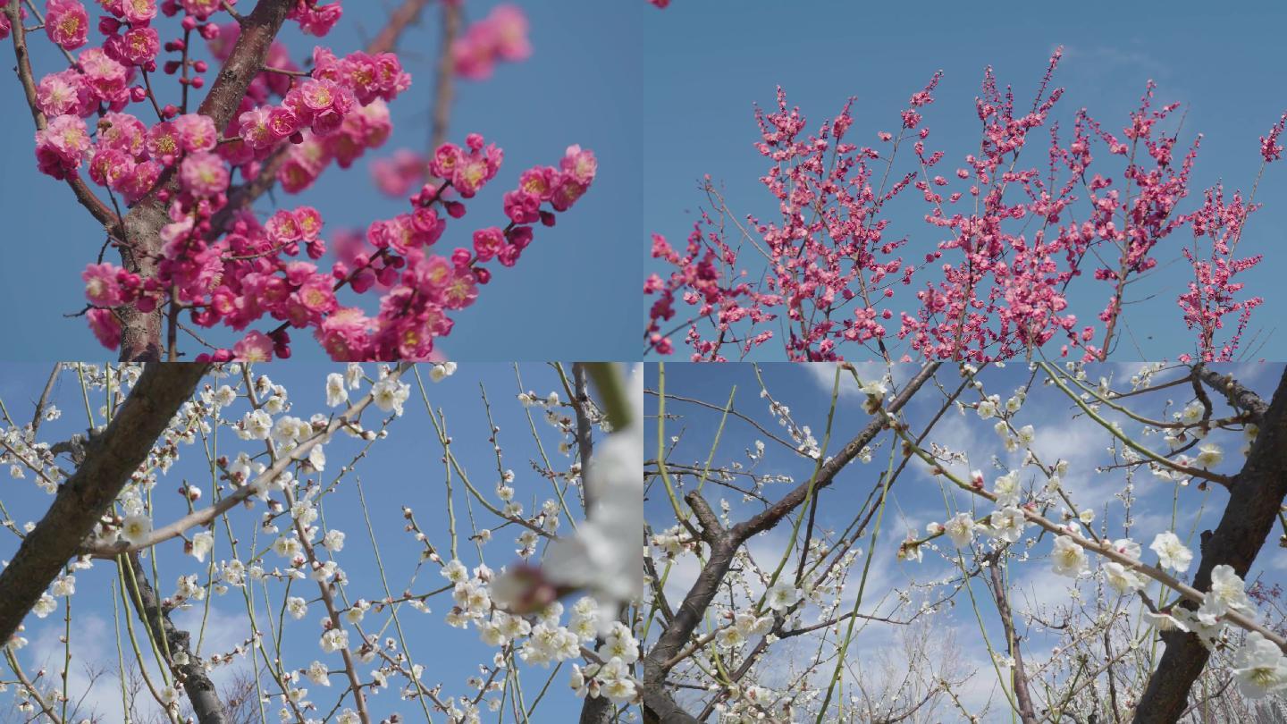 桃花梨花春暖花开