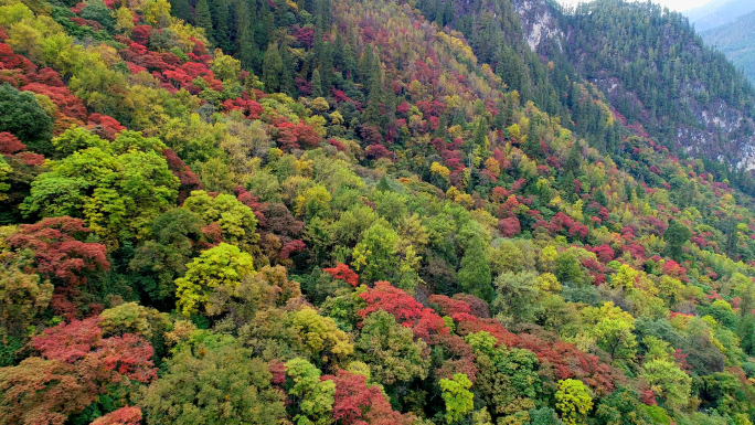 航拍西藏易贡藏布的彩林万紫千红的秋天