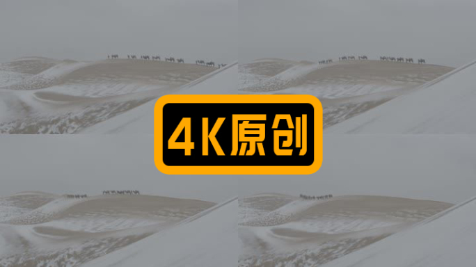 沙漠骆驼穿越无人区，戈壁滩，下雪的沙漠