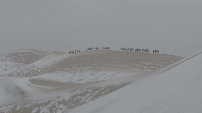 沙漠骆驼穿越无人区，戈壁滩，下雪的沙漠