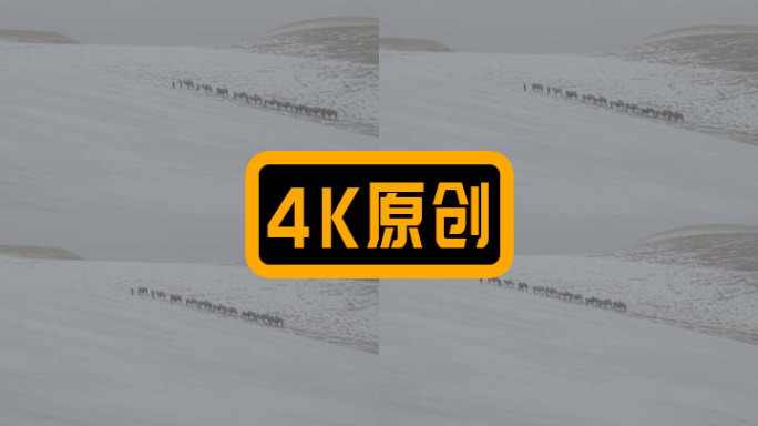 沙漠骆驼穿越无人区，戈壁滩，下雪的沙漠