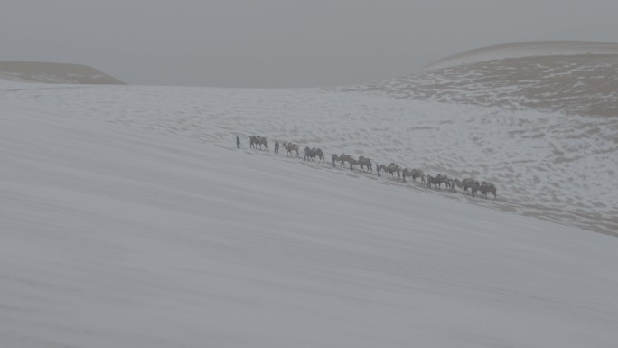 沙漠骆驼穿越无人区，戈壁滩，下雪的沙漠