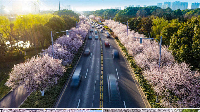 春天昆山樱花公路交通航拍