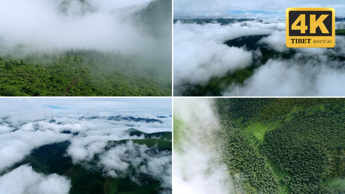 【合集】西藏原始森林云雾袅绕的山林