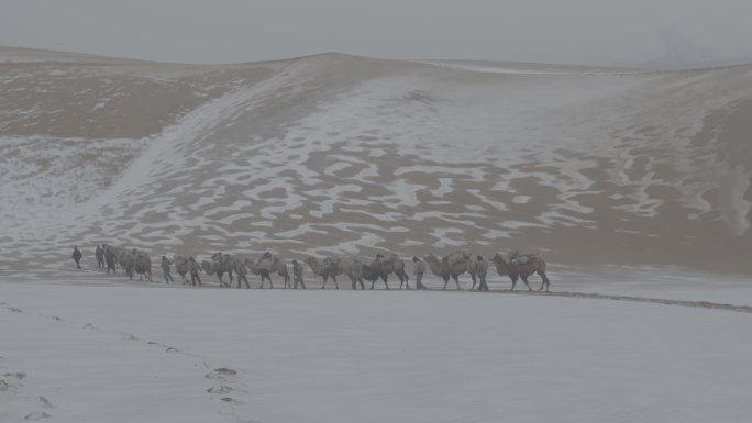 沙漠骆驼穿越无人区，戈壁滩，下雪的沙漠