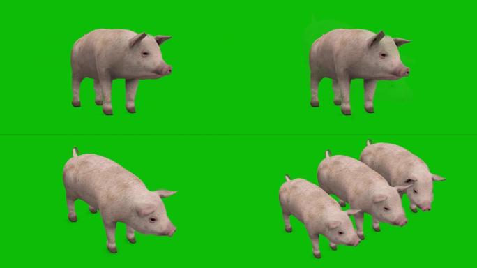 猪动画