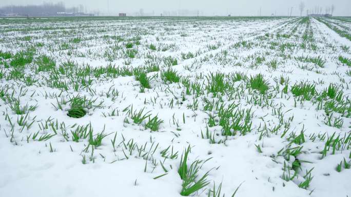 农村麦地雪景色丨4K丨原创实拍