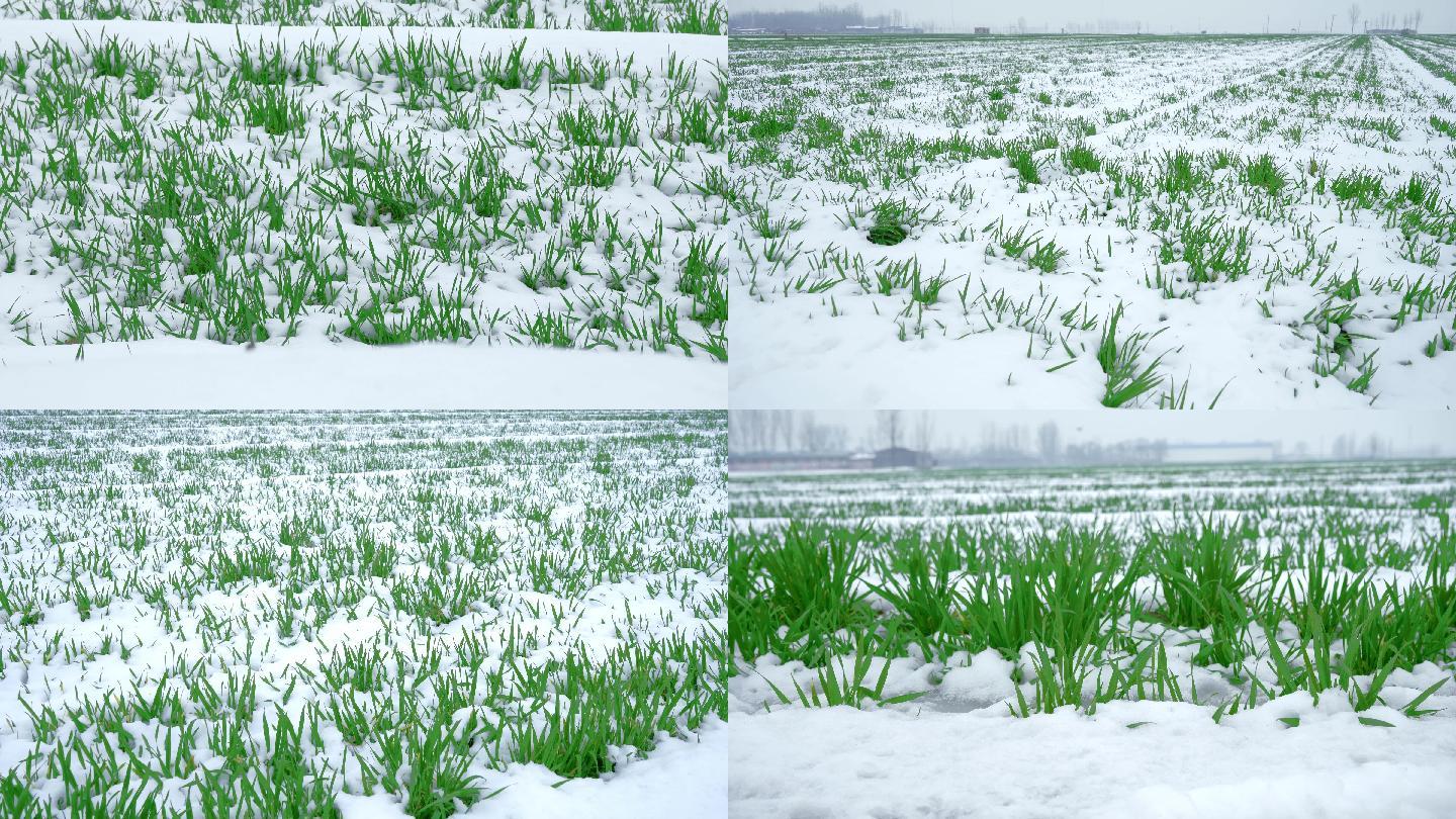 农村麦地雪景色丨4k丨原创实拍 3840x2160 高清视频素材下载 编号 实拍视频 Vj师网www Vjshi Com 农村麦地雪景色丨4k丨原创实拍 3840x2160 高清视频素材下载 编号 实拍视频 Vj师网www Vjshi Com