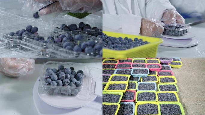 蓝莓包装蓝莓装盒蓝莓产业蓝莓仓库