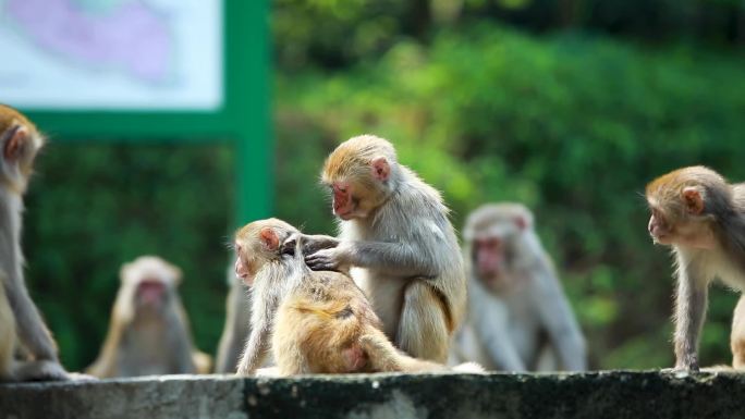 猴子猴群戏耍