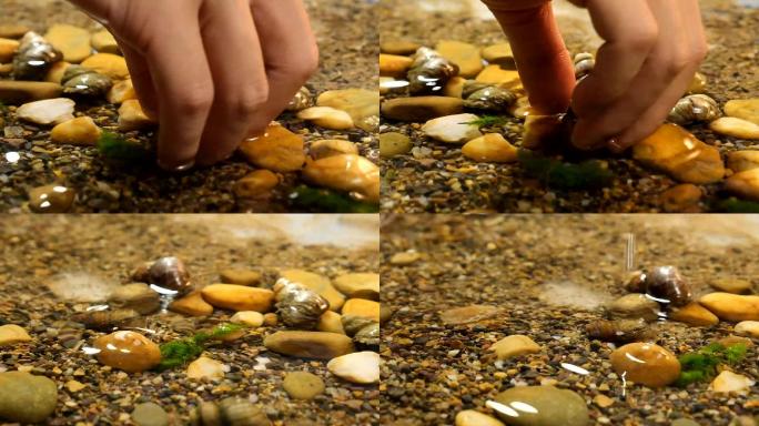 手在水里捡鲜活螺蛳石螺螺蛳粉