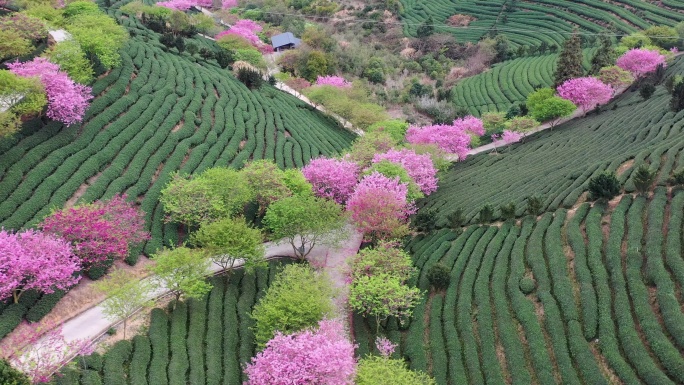 福建漳平樱花茶园航拍