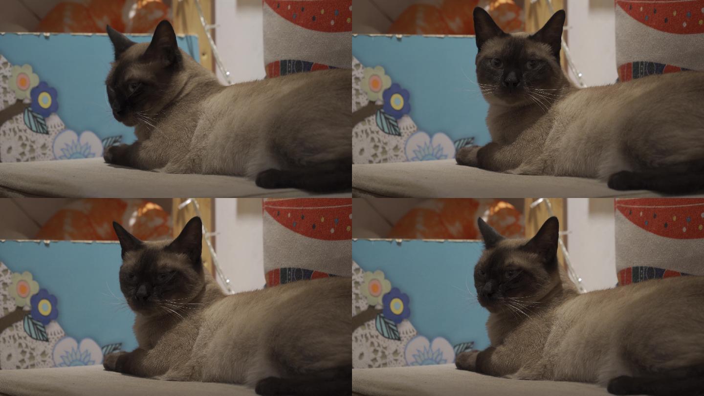 【4K】安静休息的猫-暹罗猫