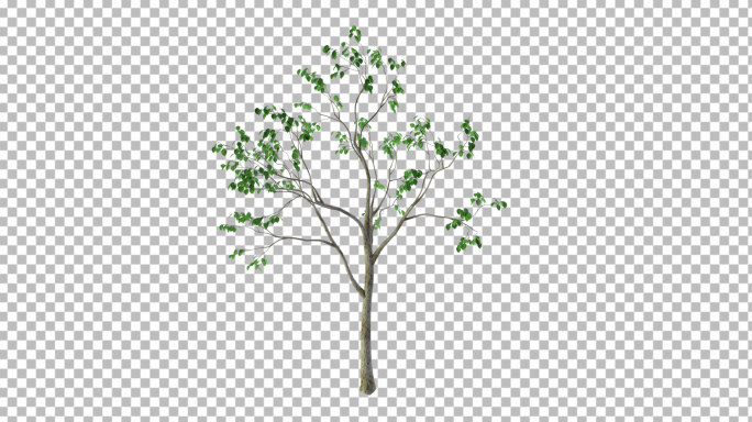 果树苗-带透明通道