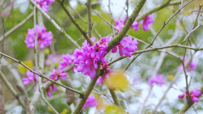 春天紫荆花
