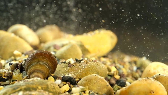 新鲜鲜活在水里的螺蛳石螺