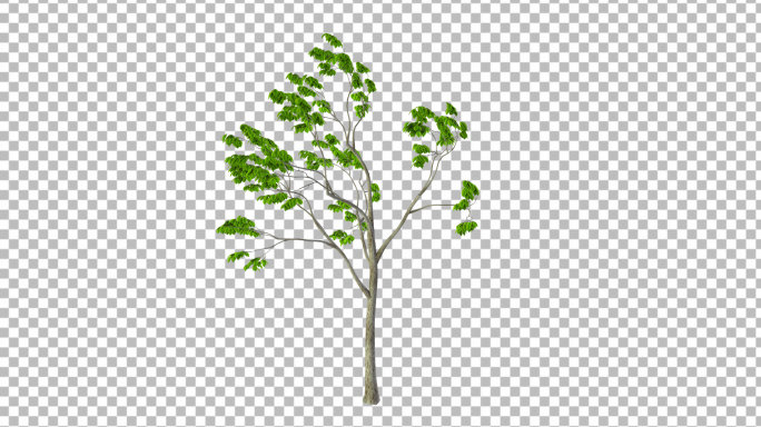 小树苗-带透明通道