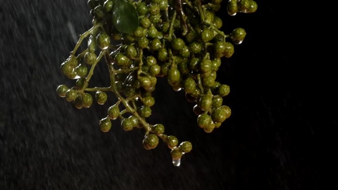 下雨中的新鲜花椒藤椒