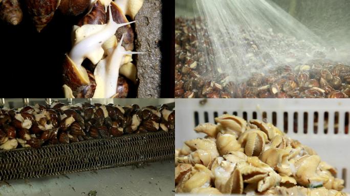 蜗牛养殖蜗牛加工蜗牛产业