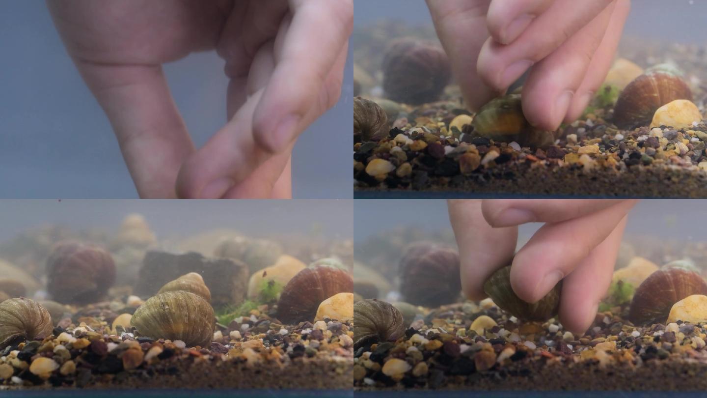 手在水里抓新鲜鲜活螺蛳石螺