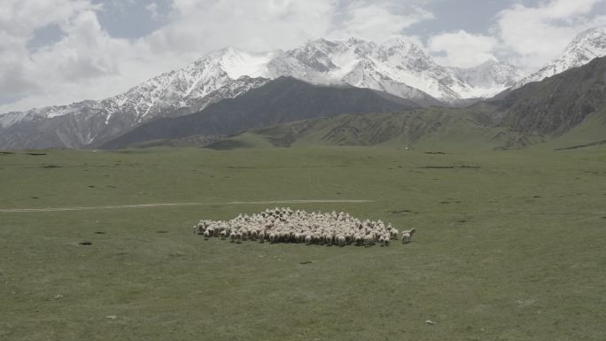 新疆昆仑山下牧场草原羊群