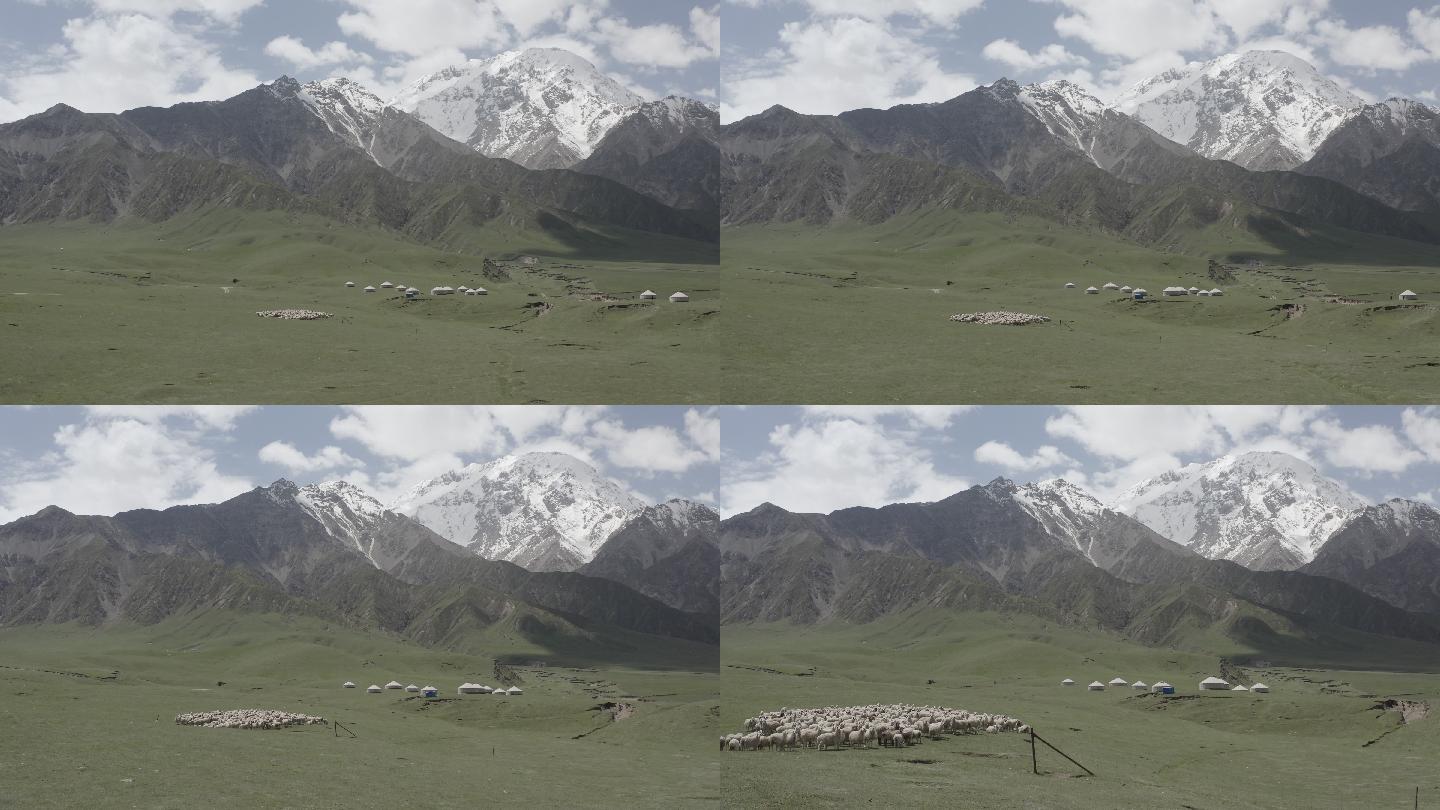 新疆昆仑山下牧场草原羊群