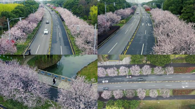 4k雨中网红路樱花航拍