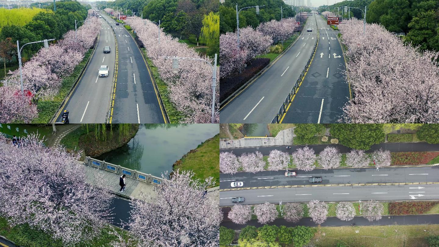 4k雨中网红路樱花航拍