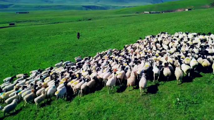 航拍草原羊群