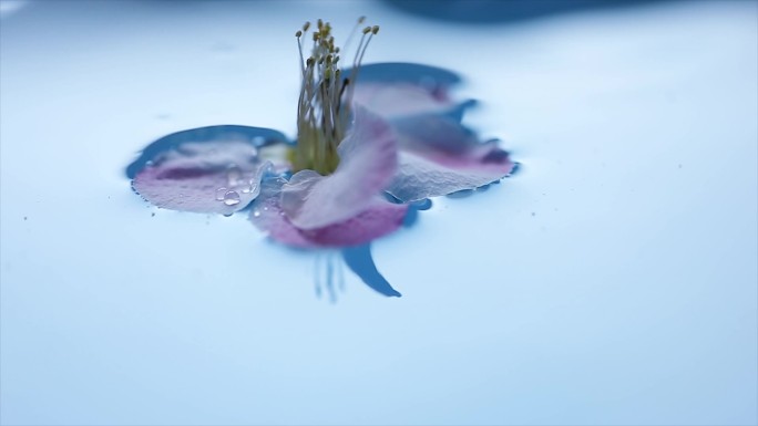 花朵飘落在水面上激起涟漪