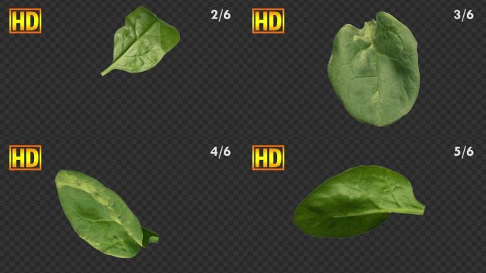 6款3D菠菜叶子动画-带通道