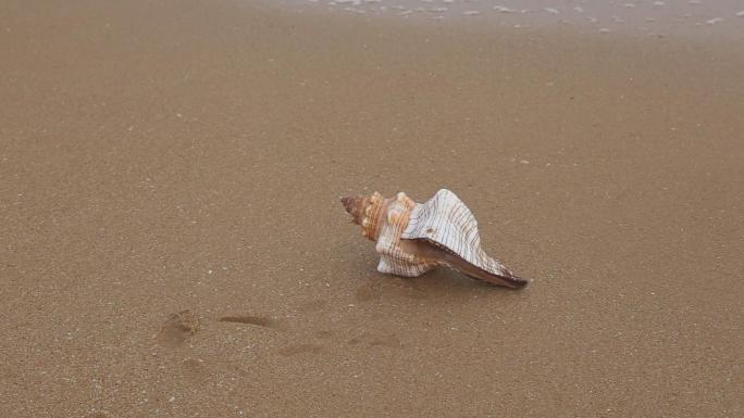 海浪拍打海边贝壳，儿童拾贝
