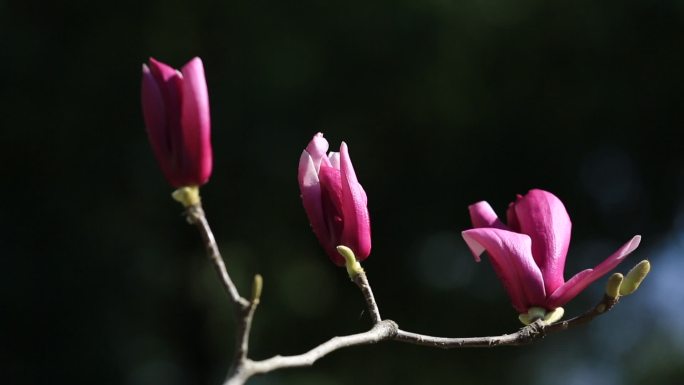 春天红色的紫玉兰花开绽放盛开