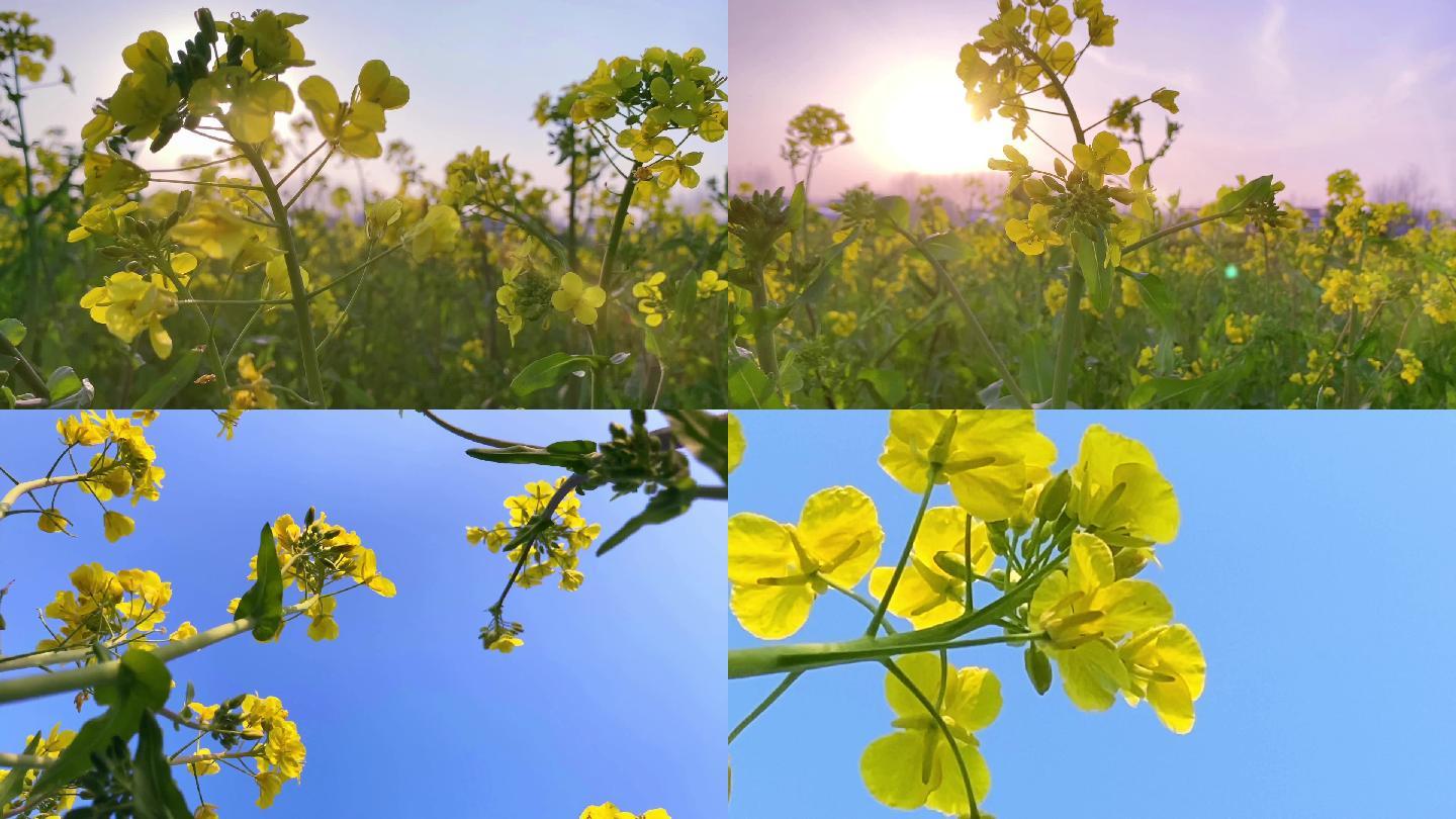 春天油菜花