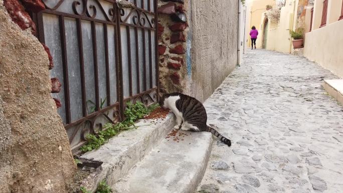 猫咪吃食