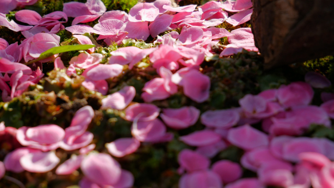 地面花瓣_红梅花落_花谢落花