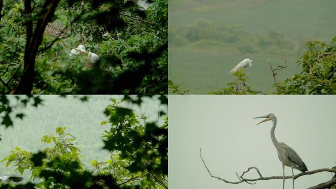 白鹭和苍鹭，生态，自然，辽宁，