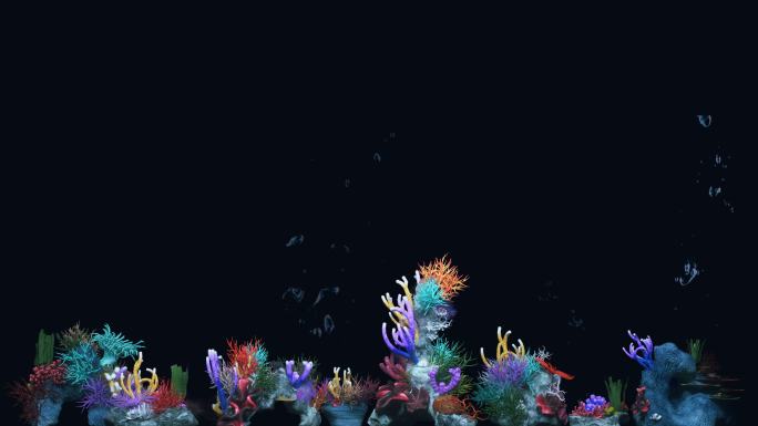 珊瑚水泡