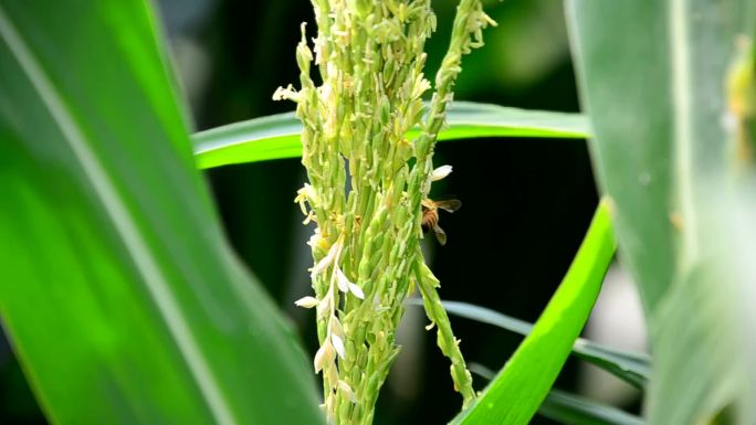 玉米苞米成长过程