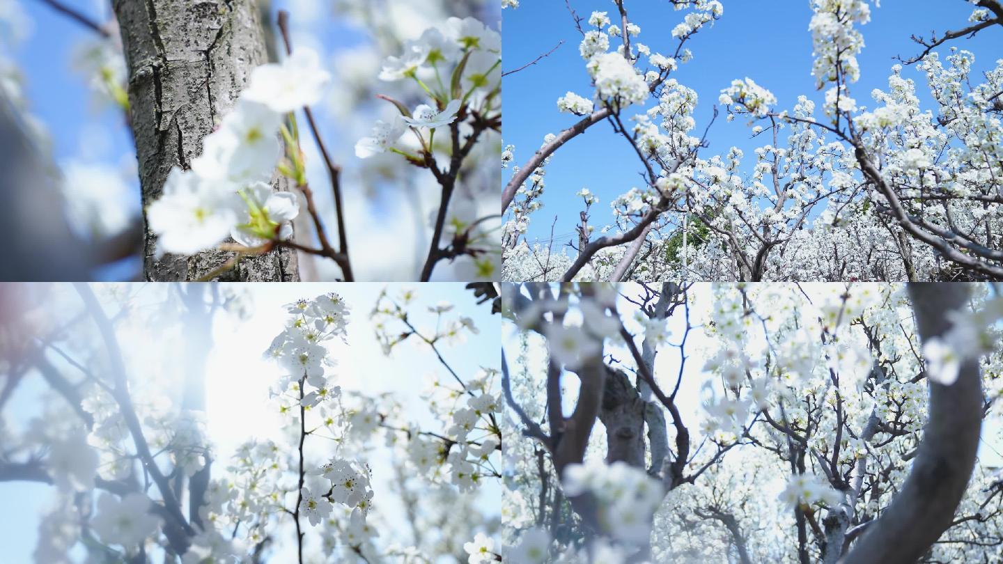 李花梨花春天花朵唯美镜头高清素材