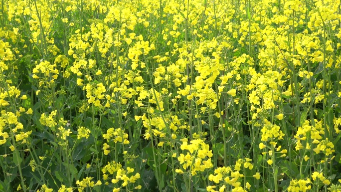 湖北荆门沙洋油菜花开了