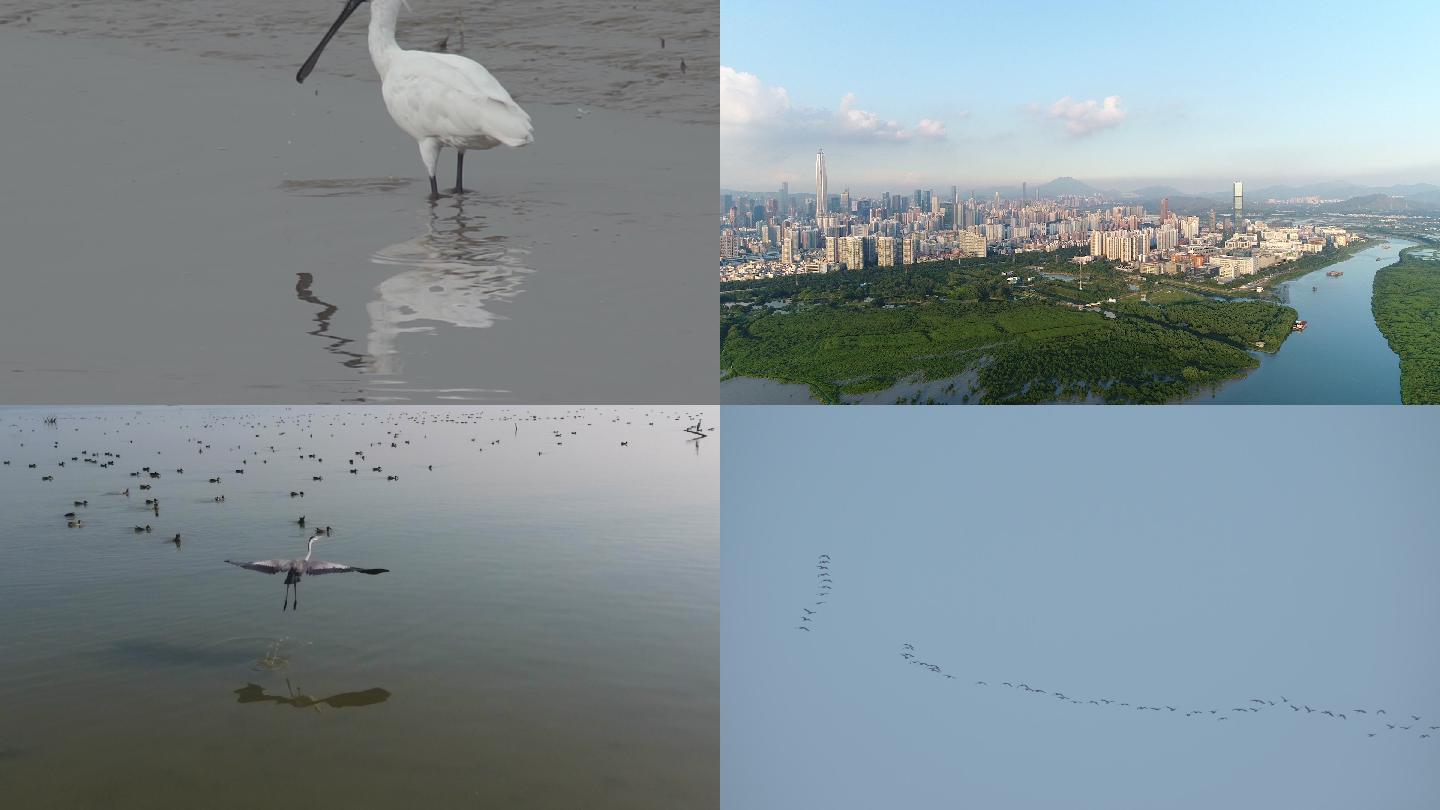 深圳湾鸟类自然保护区鸟类视频