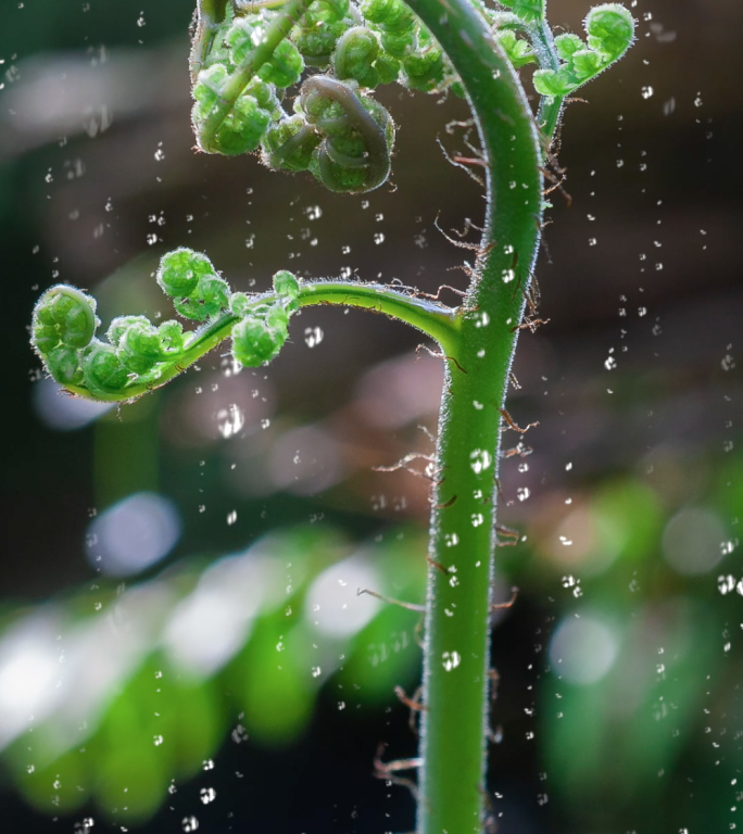 唯美绿草清明惊蛰雨水雨滴下雨竖版