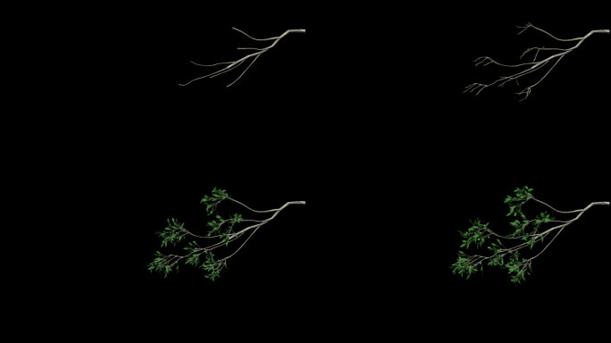 树枝生长动画-带透明通道