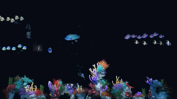 海底珊瑚水泡鱼群带通道